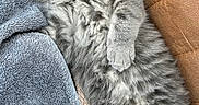 Tao a rejoint le concours — aidez-le/la à gagner de superbes lots ! animal, blanket, blue_eyes, cat, cozy, cute, domestic, fluffy, fur, gray_fur, indoor, kitten, lying_down, paw, pet, relaxed, sleepy, soft, whiskers, young