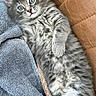 animal, blanket, blue_eyes, cat, cozy, cute, domestic, fluffy, fur, gray_fur, indoor, kitten, lying_down, paw, pet, relaxed, sleepy, soft, whiskers, young