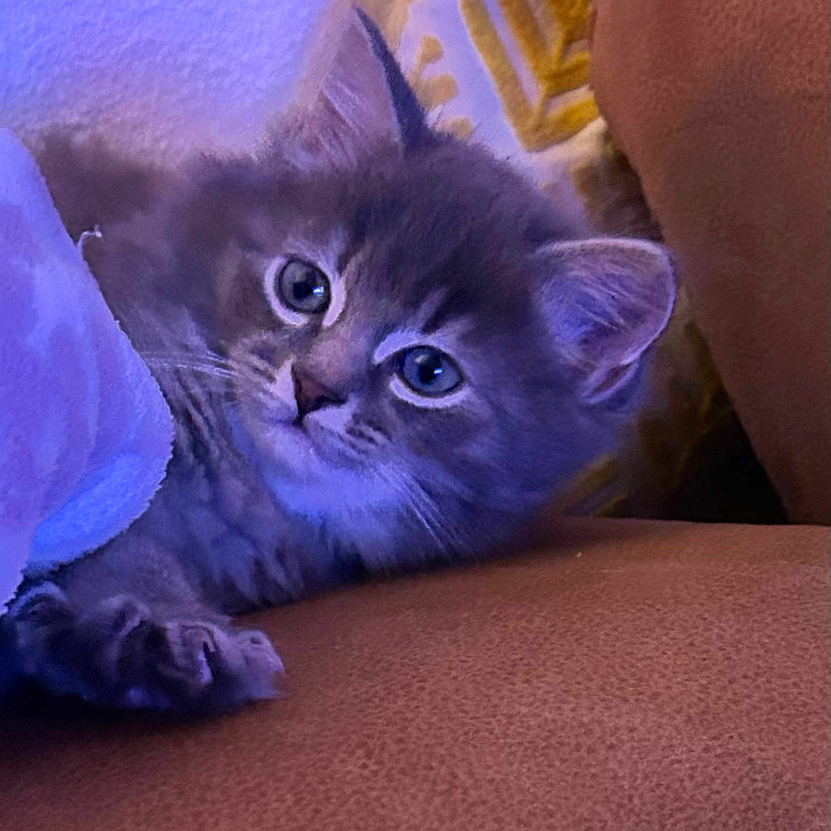 Tao participe au concours pour gagner de l'argent avec cette photo : kitten, cat, gray, furry, cute, pet, animal, indoor, cozy, paw, curious, soft_light, couch, closeup, mammal, whiskers, ears, young, resting, portrait