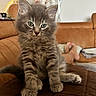 animal, brown, cat, couch, cozy, cute, ears, furniture, furry, gray_cat, home, indoor, kitten, paw, pet, portrait, relaxing, sitting, whiskers, young