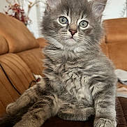 Tao participe au concours pour gagner de l'argent avec cette photo : kitten, cat, gray_fur, fluffy, pet, indoors, couch, fur, cute, animal, whiskers, paws, relaxed, young, domestic_cat, mammal, feline, living_room, soft, curious