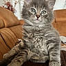 animal, cat, couch, curious, cute, domestic_cat, feline, fluffy, fur, gray_fur, indoors, kitten, living_room, mammal, paws, pet, relaxed, soft, whiskers, young