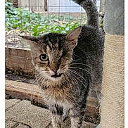 Jack a rejoint le concours — aidez-le/la à gagner de superbes lots ! cat, kitten, one-eyed, tabby, scratching_post, outdoor, fence, curious, small_animal, whiskers, fur, pet, young_cat, playful, closeup, animal_portrait, eye_contact, pavement, tail_up, domestic_cat