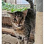 cat, kitten, one-eyed, tabby, scratching_post, outdoor, fence, curious, small_animal, whiskers, fur, pet, young_cat, playful, closeup, animal_portrait, eye_contact, pavement, tail_up, domestic_cat