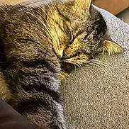 Jack participe au concours pour gagner de l'argent avec cette photo : animal, cat, closeup, cozy, cute, domestic, feline, fur, indoor, mammal, nap, peaceful, pet, relaxed, resting, sleeping, soft, tabby, texture, whiskers