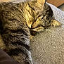 animal, cat, closeup, cozy, cute, domestic, feline, fur, indoor, mammal, nap, peaceful, pet, relaxed, resting, sleeping, soft, tabby, texture, whiskers