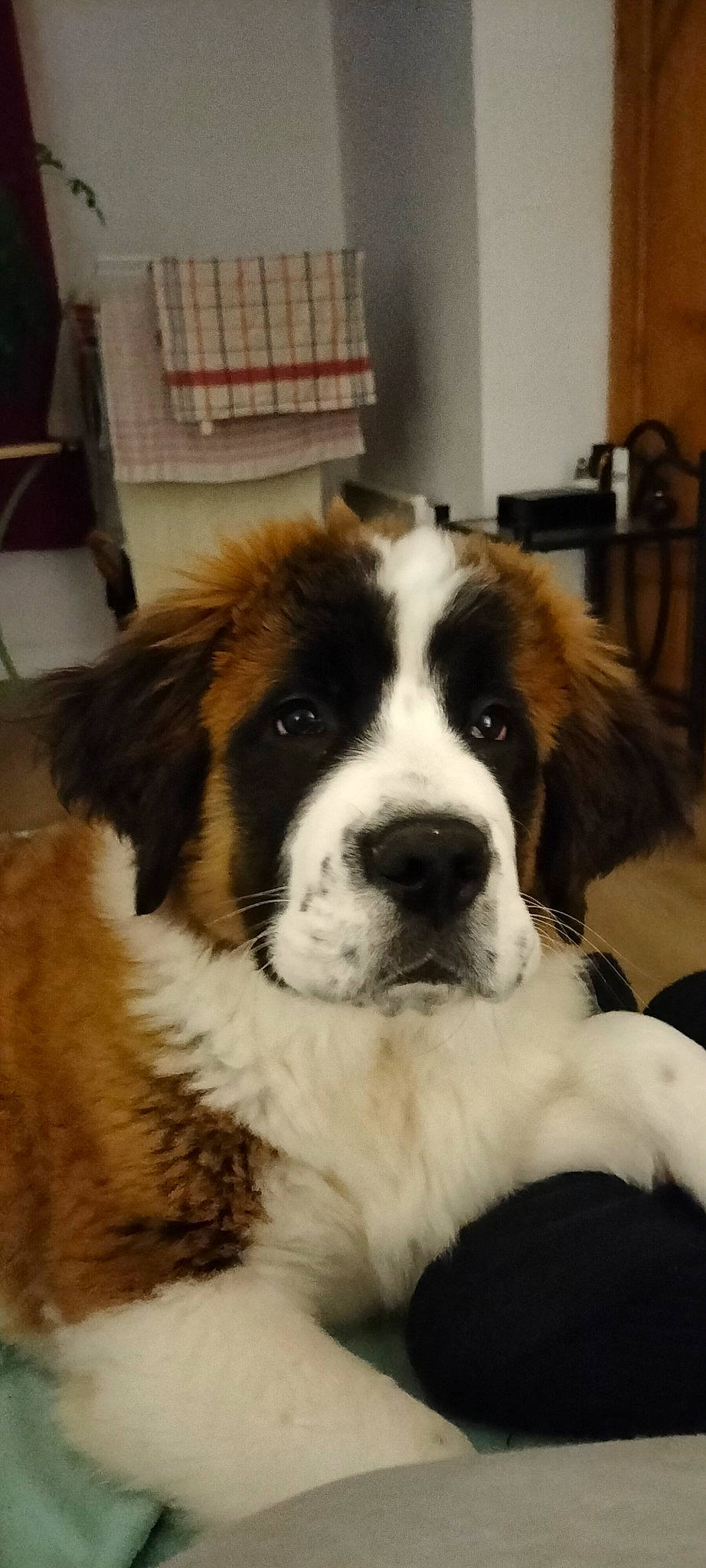 Gaïa a rejoint le concours — aidez-le/la à gagner de superbes lots ! bored, canidae, carnivore, companion_dog, dog, dog_breed, fur, giant_dog_breed, herding_dog, moscow_watchdog, shelf, snout, sporting_group, st_bernard, terrestrial_animal, whiskers, working_animal, working_dog