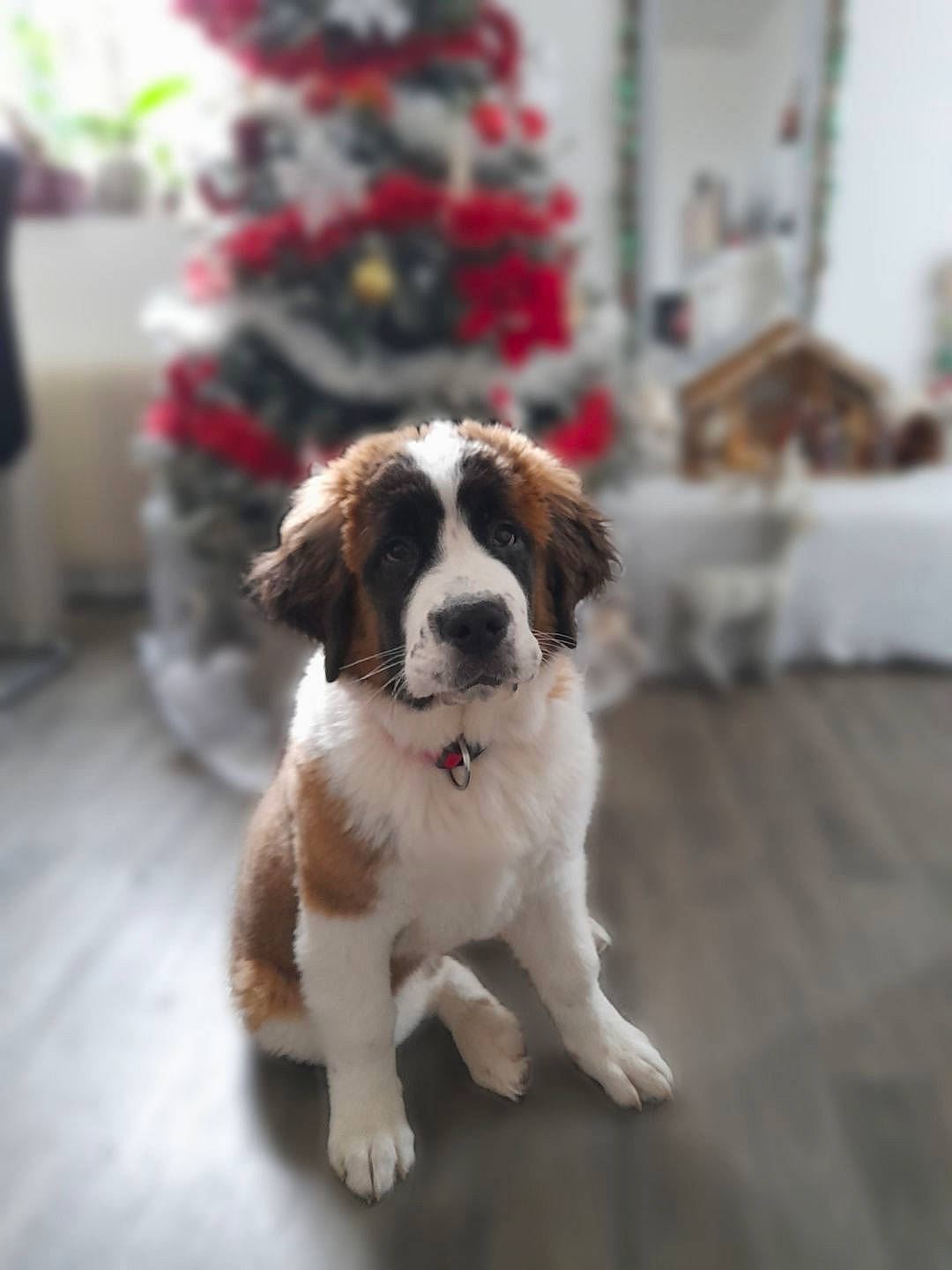 Gaïa participe au concours pour gagner de l'argent avec cette photo : canidae, carnivore, companion_dog, dog, dog_breed, event, fawn, flooring, fur, gun_dog, liver, paw, snout, spaniel, sporting_group, tail, toy_dog, wood, working_animal, working_dog