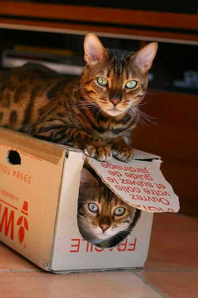 Gimli Et Helm