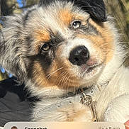 Oslo a rejoint le concours — aidez-le/la à gagner de superbes lots ! advertisement, animal, book, businesscard, canine, cockerspaniel, dog, hound, husky, magazine, number, paper, papillon, person, pet, poster, publication, puppy, snout, text