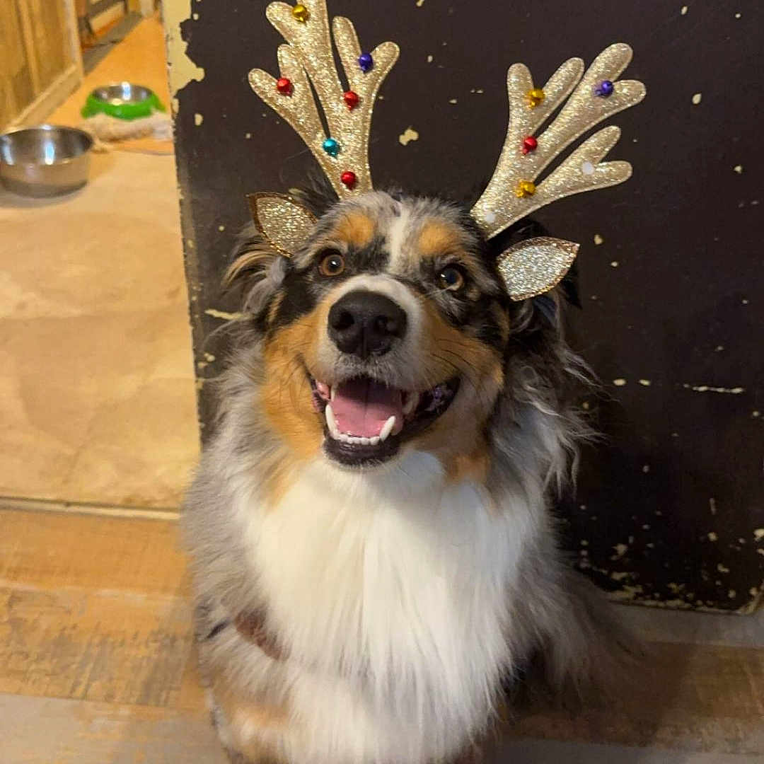 Oslo participe au concours pour gagner de l'argent avec cette photo : accessories, animal, canine, clothing, costume, dog, door, face, head, hound, indoors, interiordesign, person, pet, photography, plant, portrait, pottedplant, puppy, wood