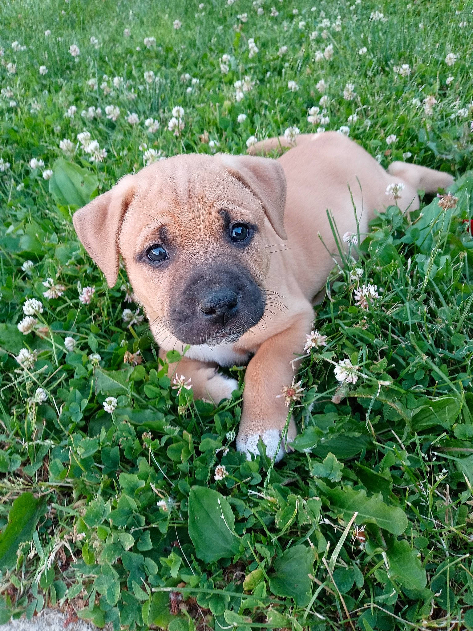 Midas is registered to the contest to win money with this photo: black_mouth_cur, boerboel, canidae, carnivore, catahoula_bulldog, companion_dog, dog, dog_breed, fawn, grass, mammal, perro_de_presa_mallorquin, plant, puggle, puppy, rare_breed_dog, snout, sporting_group, vertebrate