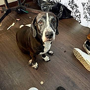 Sandra Castro is registered to the contest to win money with this photo: animal, black_nose, brown_and_white, brown_eyes, clutter, dog, floppy_ears, funny_expression, furniture, household, indoor, looking_at_camera, pet, portrait, shoes, short_hair, sitting, tablecloth, white_stripe, wooden_floor