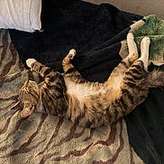 Boots is registered to the contest to win money with this photo: cat, tabby, feline, pet, animal, lying_down, belly_up, relaxed, sleeping, paws, fur, striped, whiskers, ears, blanket, bed, cozy, indoors, portrait, cute