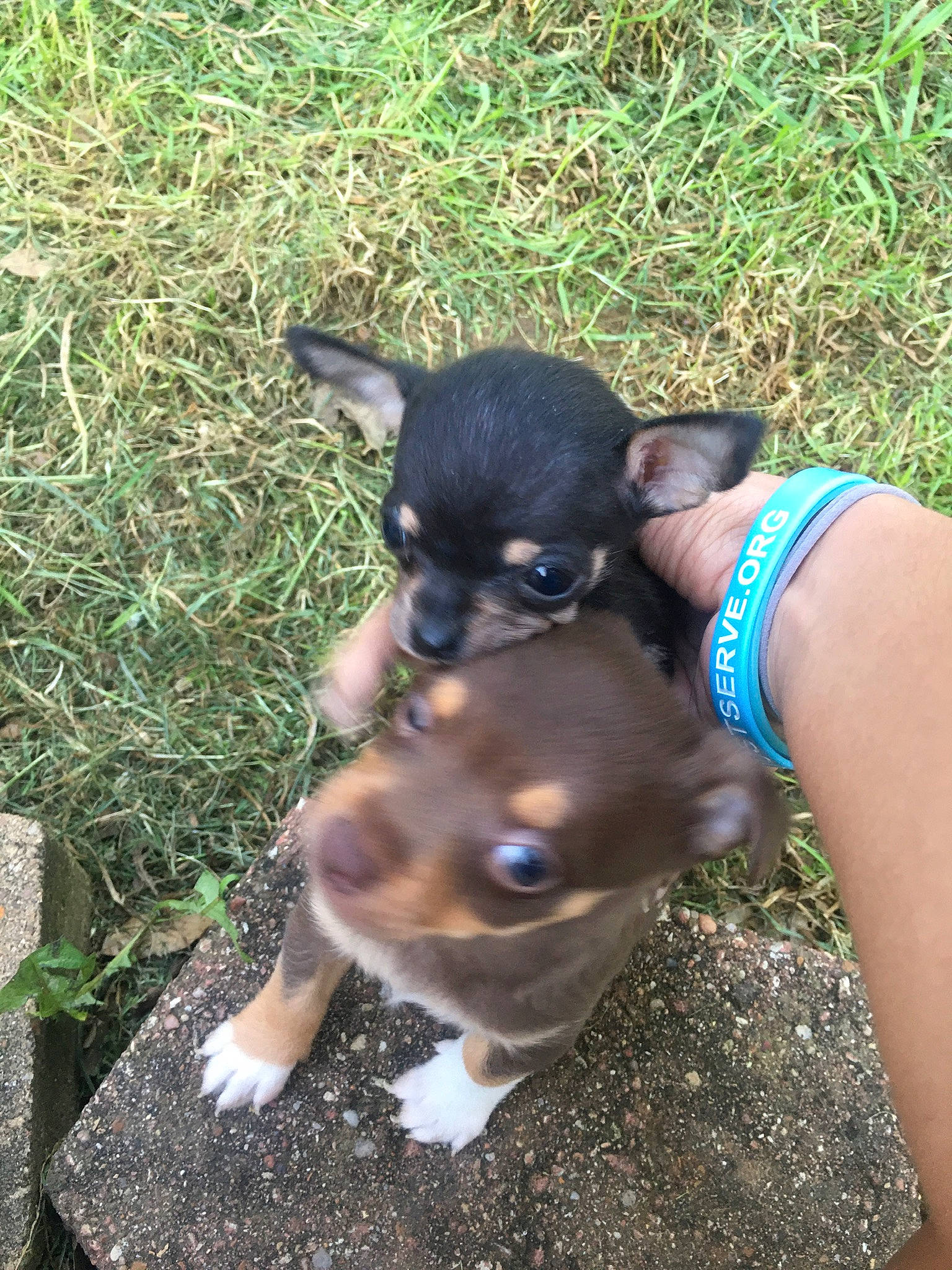 Chiwinee joined the competition — help win amazing prizes! canidae, carnivore, chihuahua, companion_dog, dog, dog_breed, fawn, grass, mammal, miniature_pinscher, prazsky_krysarik, puppy, russkiy_toy, snout, sporting_group, toy_dog, vertebrate