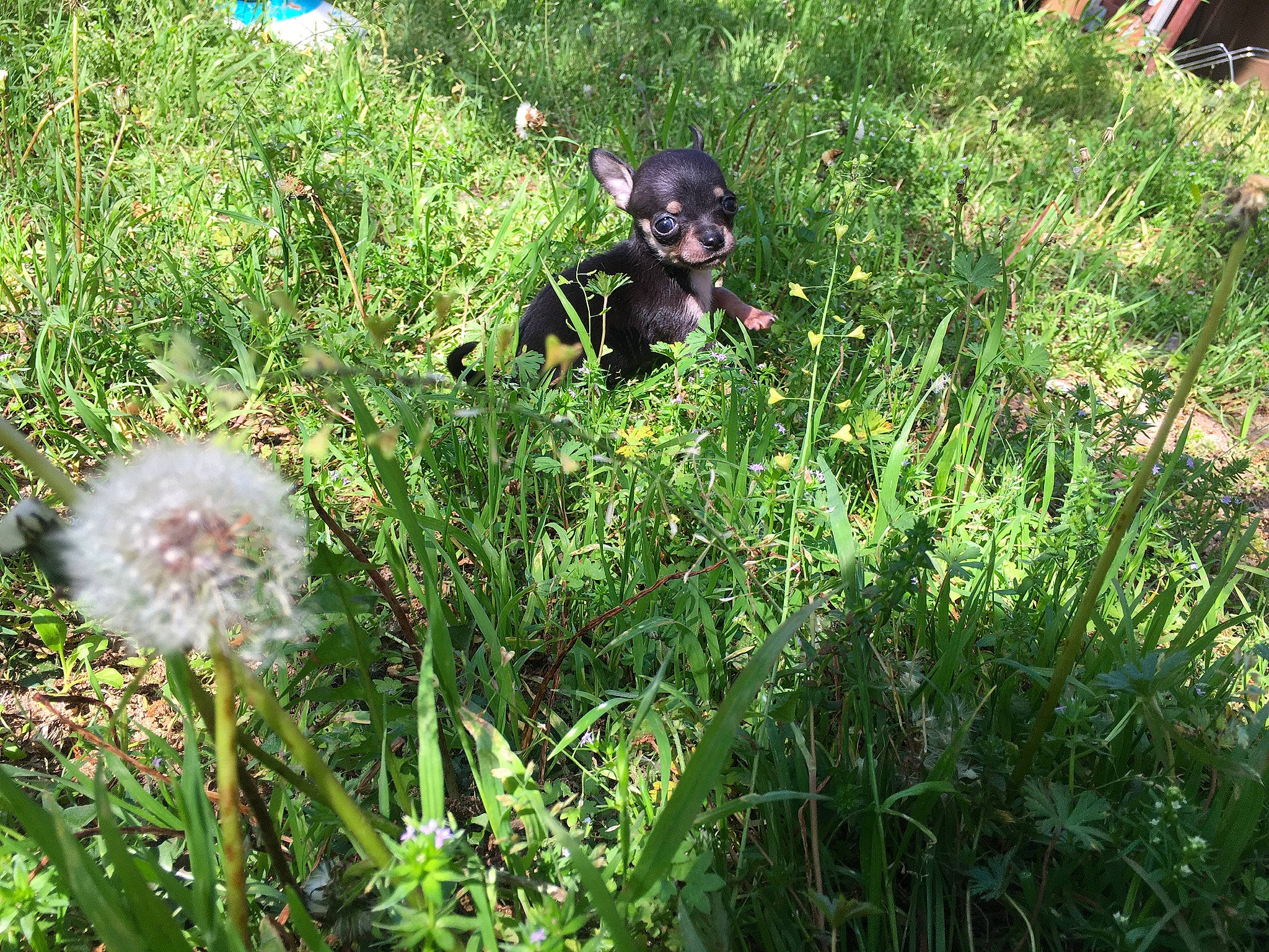 Chiwinee is registered to the contest to win money with this photo: canidae, fawn, flower, flowering_plant, grass, grass_family, green, lawn, meadow, plant, plant_community, sedge_family, shrub, sporting_group, subshrub, wildflower