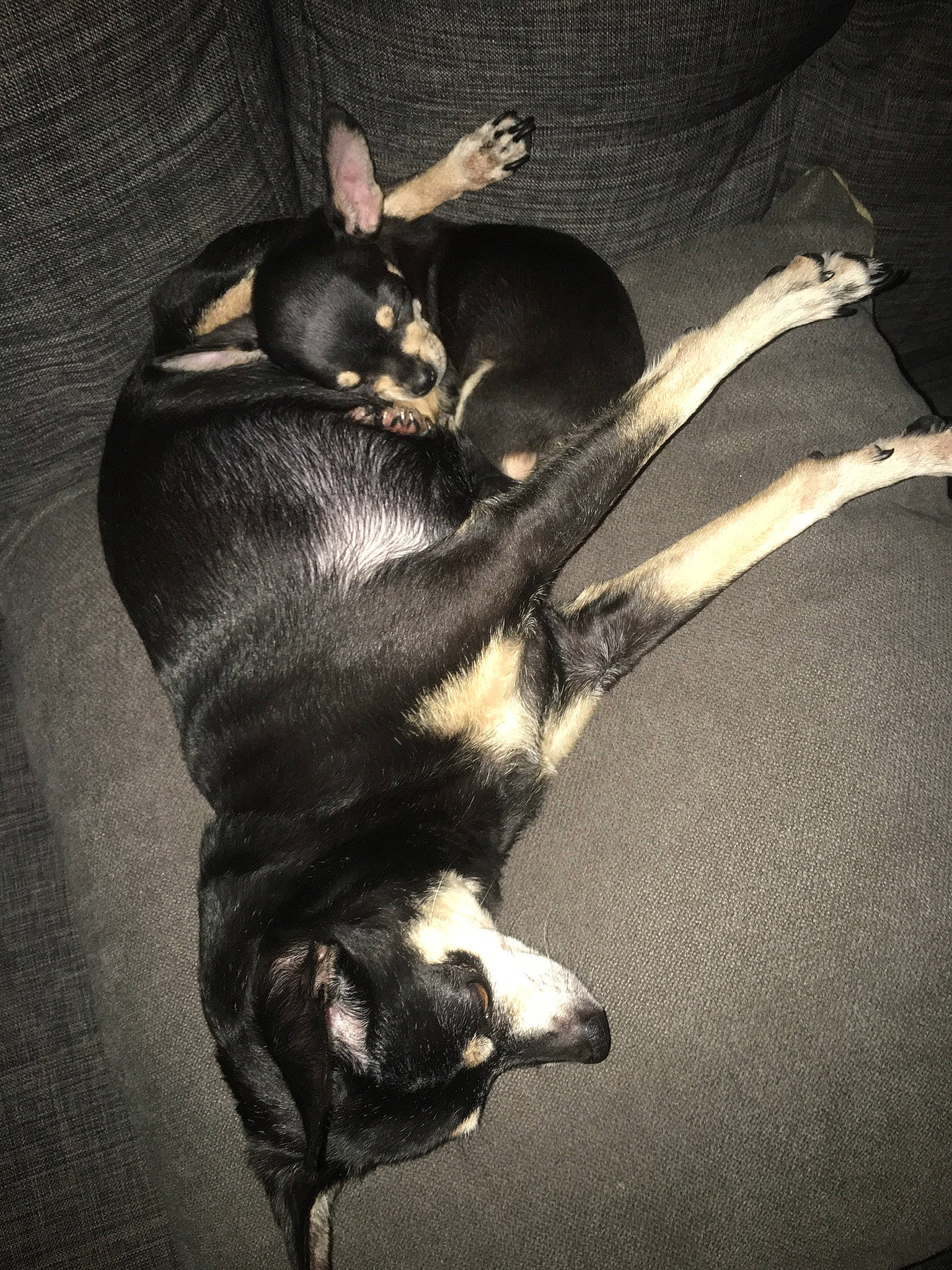 Chiwinee is registered to the contest to win money with this photo: canidae, carnivore, dobermann, dog, dog_breed, ear, english_toy_terrier, german_pinscher, guard_dog, manchester_terrier, miniature_pinscher, paw, pinscher, prazsky_krysarik, puppy, tail, toy_dog