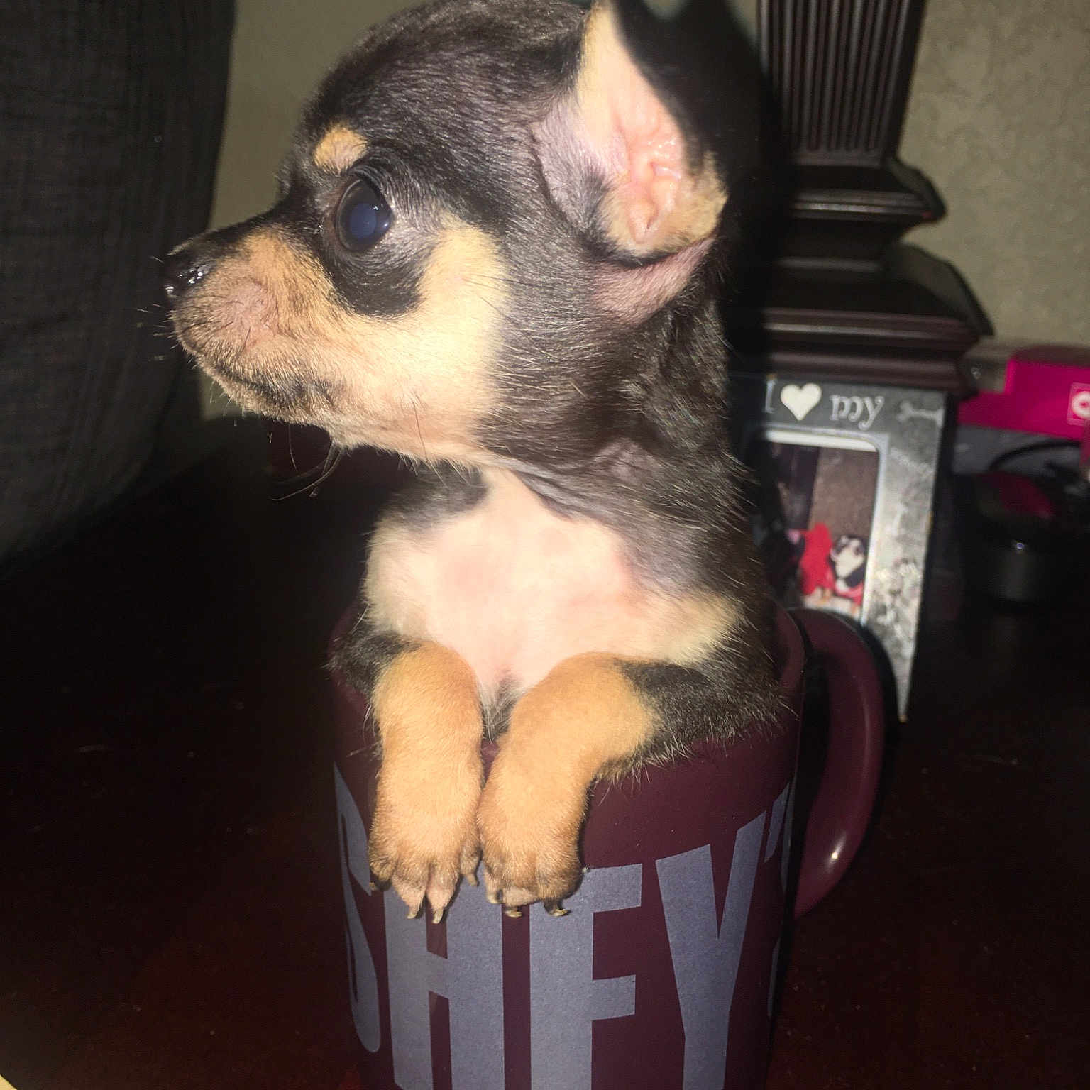 Chiwinee is registered to the contest to win money with this photo: canidae, carnivore, chihuahua, companion_dog, dog, dog_breed, english_toy_terrier, mammal, miniature_pinscher, prazsky_krysarik, puppy, rare_breed_dog, toy_dog, vertebrate
