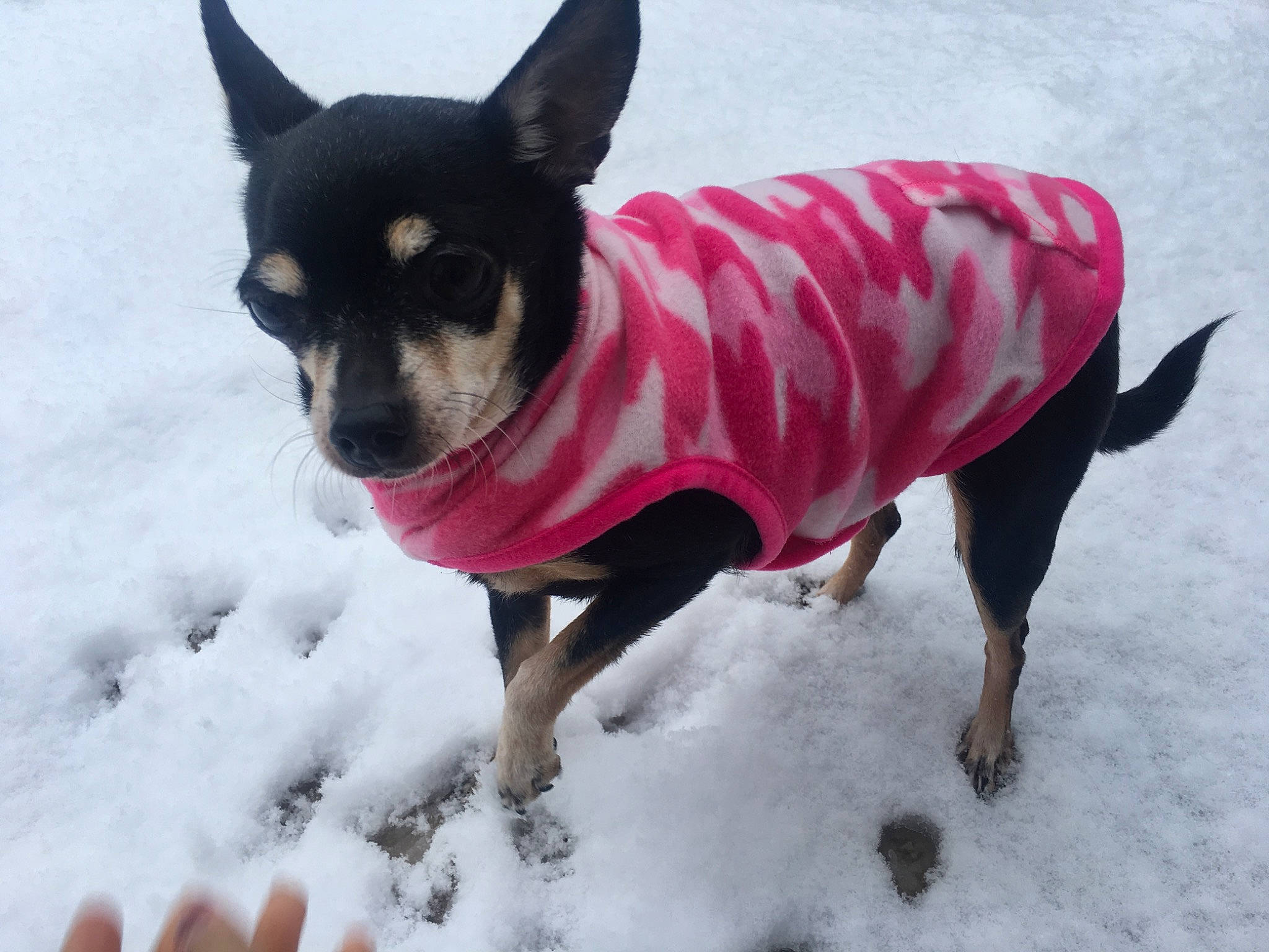 Chiquis joined the competition — help win amazing prizes! canidae, carnivore, chihuahua, dog, dog_breed, dog_clothes, fur, miniature_pinscher, outerwear, pink, prazsky_krysarik, rat_terrier, russkiy_toy, snow, sporting_group, toy_dog, winter