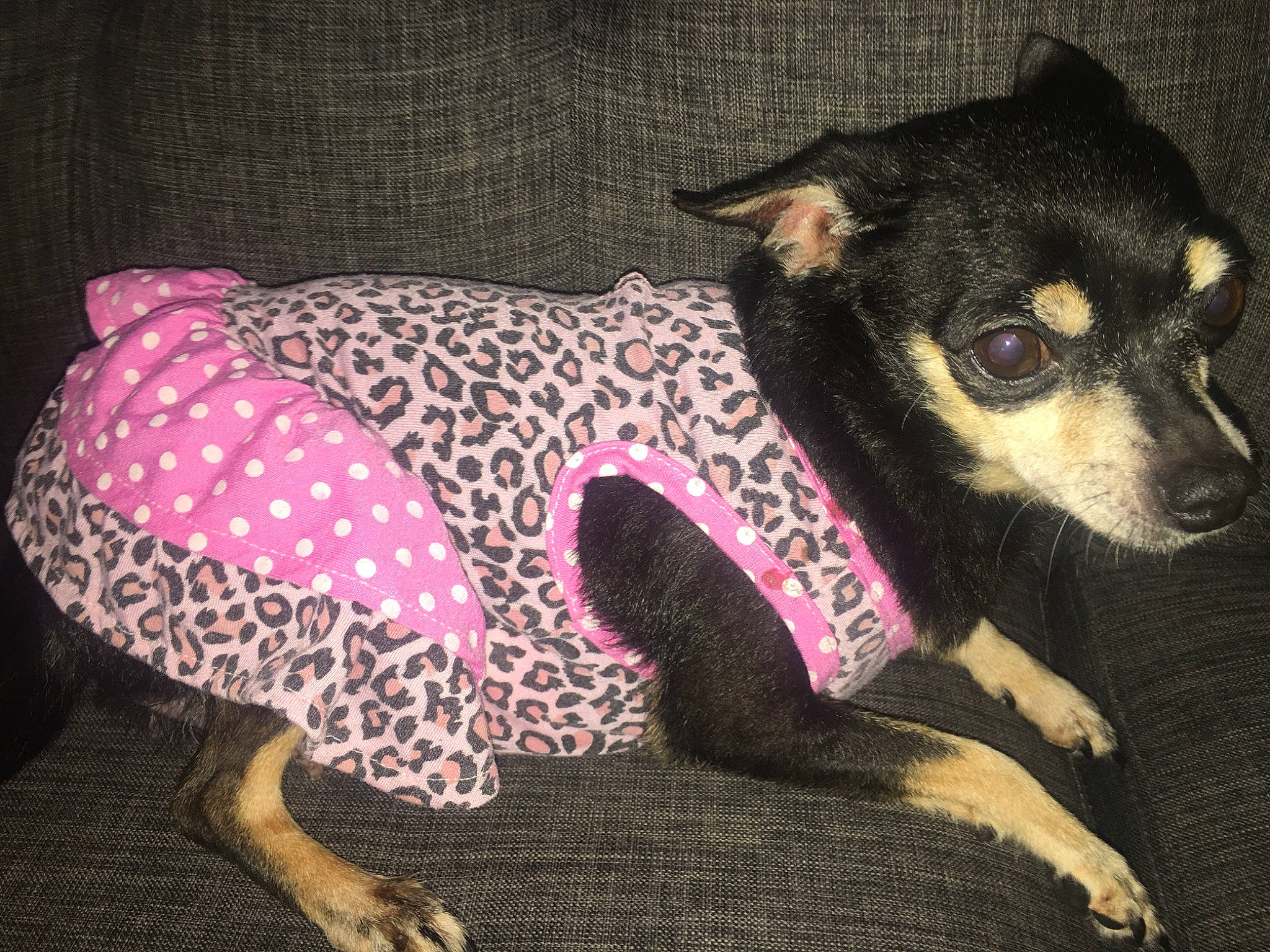Chiquis joined the competition — help win amazing prizes! canidae, carnivore, companion_dog, dog, dog_breed, dog_clothes, fawn, mammal, miniature_pinscher, pattern, pink, rat_terrier, snout, tail, toy_dog, whiskers