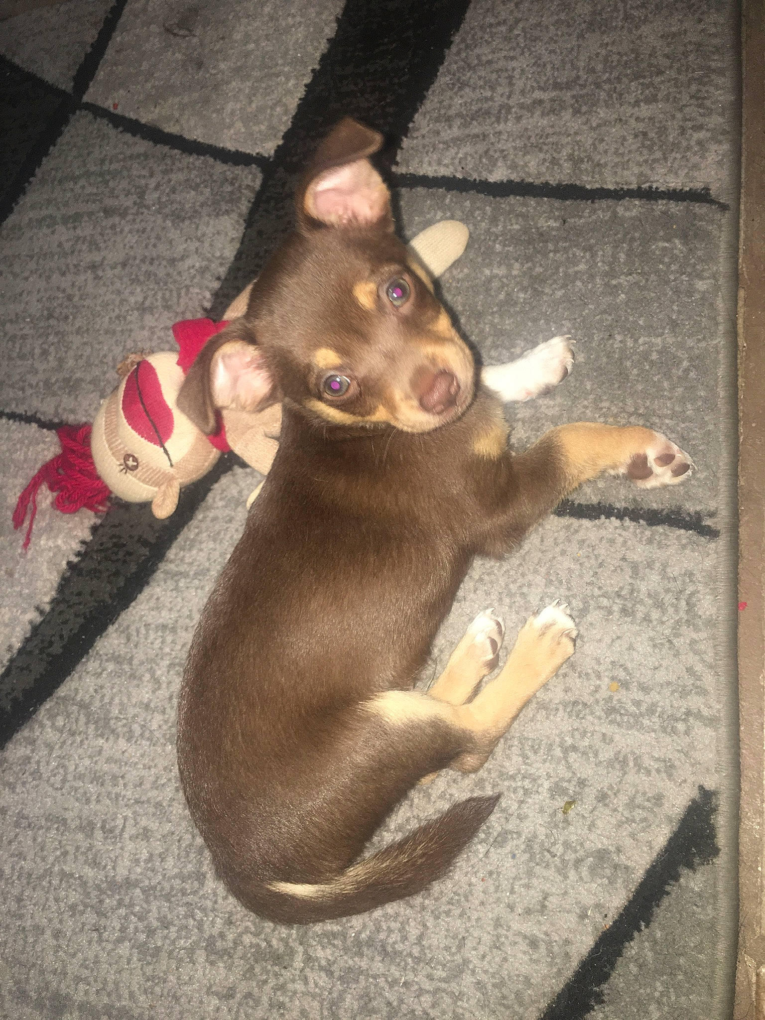 Choco is registered to the contest to win money with this photo: australian_kelpie, canidae, carnivore, dog, dog_breed, fawn, feist, mammal, miniature_pinscher, russkiy_toy, tail, toy_dog, vertebrate
