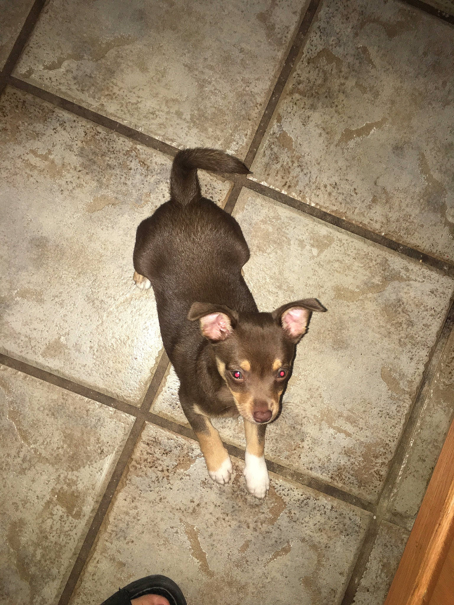 Choco is registered to the contest to win money with this photo: australian_kelpie, canidae, carnivore, chihuahua, dog, dog_breed, ear, english_toy_terrier, feist, floor, miniature_pinscher, prazsky_krysarik, puppy, snout, tail, toy_dog