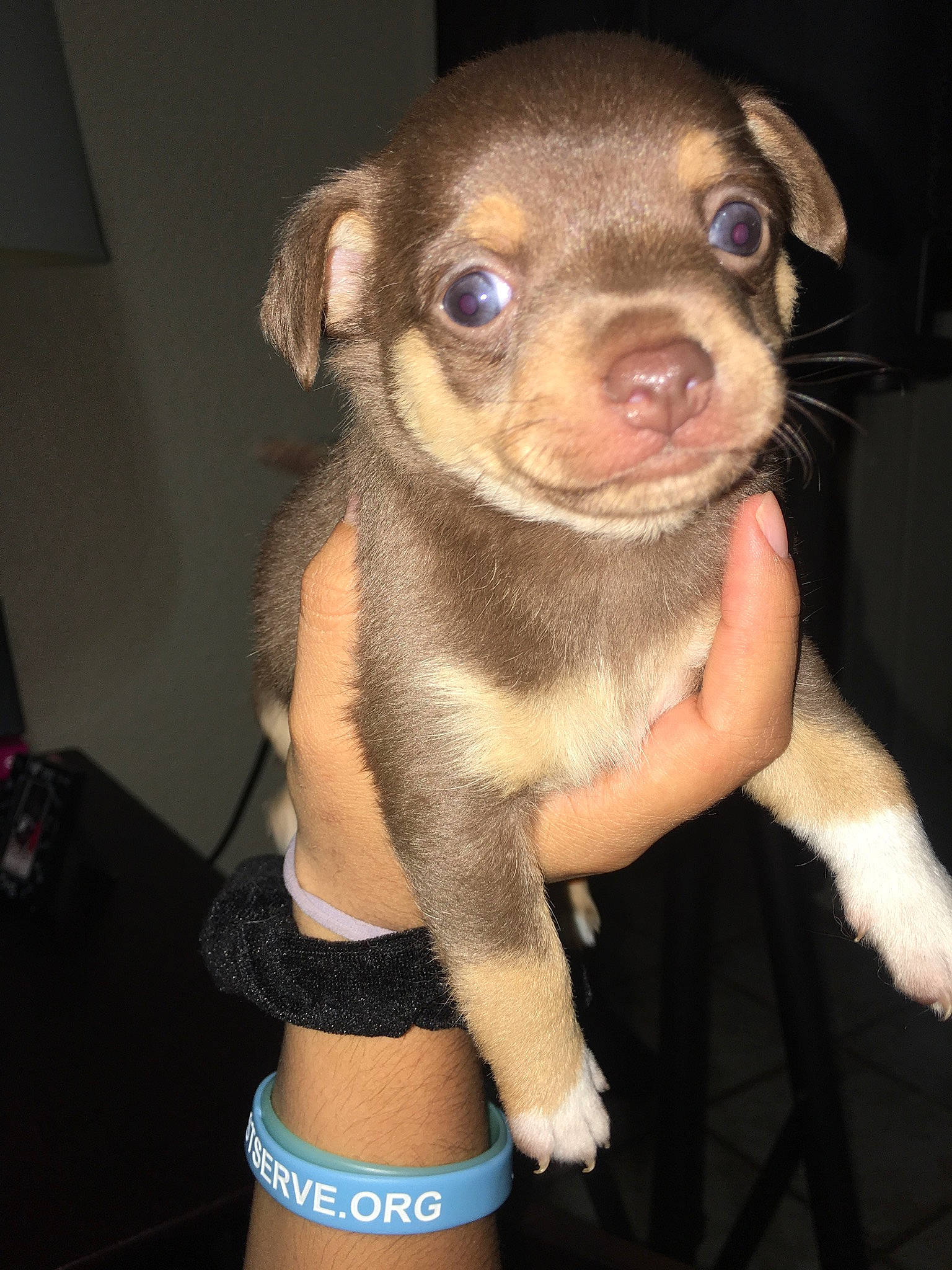 Choco is registered to the contest to win money with this photo: canidae, carnivore, dog, dog_breed, fawn, feist, mammal, miniature_pinscher, pinscher, potcake_dog, puppy, rare_breed_dog, skin, snout, sporting_group, toy_dog, vertebrate, whiskers