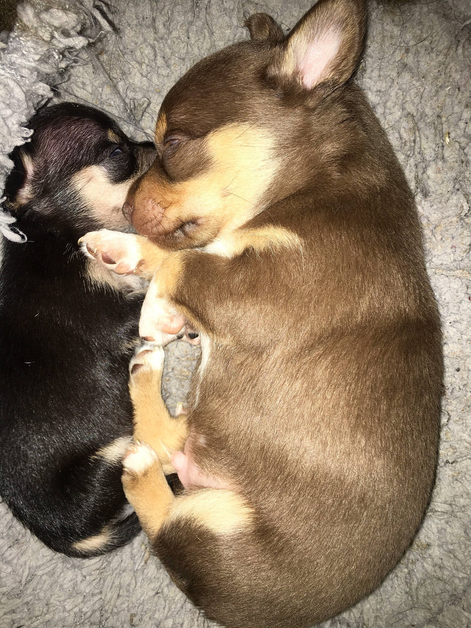 Choco is registered to the contest to win money with this photo: canidae, carnivore, chihuahua, dog, dog_breed, fawn, mammal, puppy, rare_breed_dog, siberian_husky, vertebrate, wolfdog