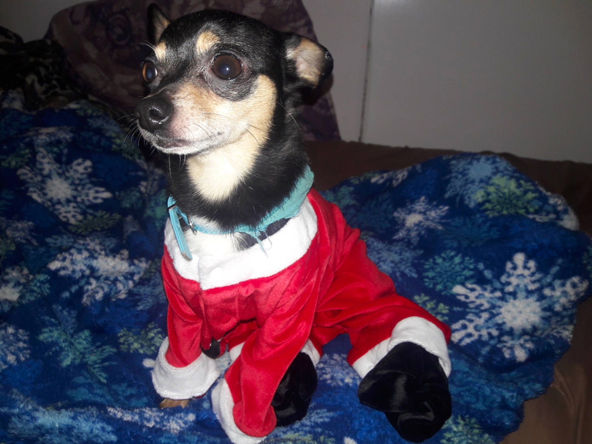 Chiquitín is registered to the contest to win money with this photo: brazilian_terrier, canidae, carnivore, chilean_fox_terrier, companion_dog, danish_swedish_farmdog, dog, dog_breed, dog_clothes, feist, mammal, miniature_fox_terrier, miniature_pinscher, puppy, rat_terrier, ratonero_bodeguero_andaluz, teddy_roosevelt_terrier, terrier, toy_dog, toy_fox_terrier