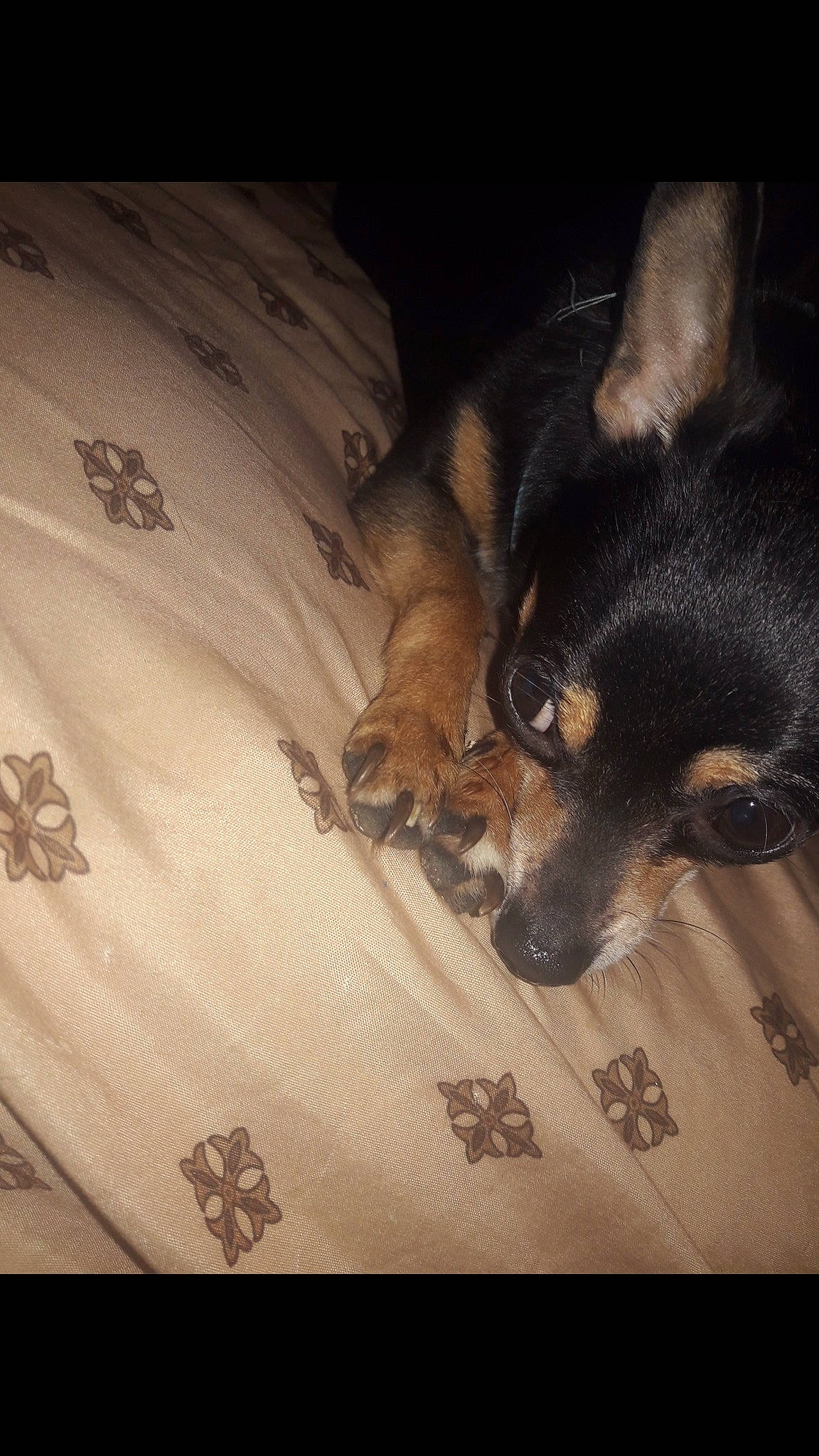 Chiquitín is registered to the contest to win money with this photo: canidae, carnivore, companion_dog, dog, dog_breed, ear, miniature_pinscher, prazsky_krysarik, rat_terrier, snout, sporting_group, toy_dog