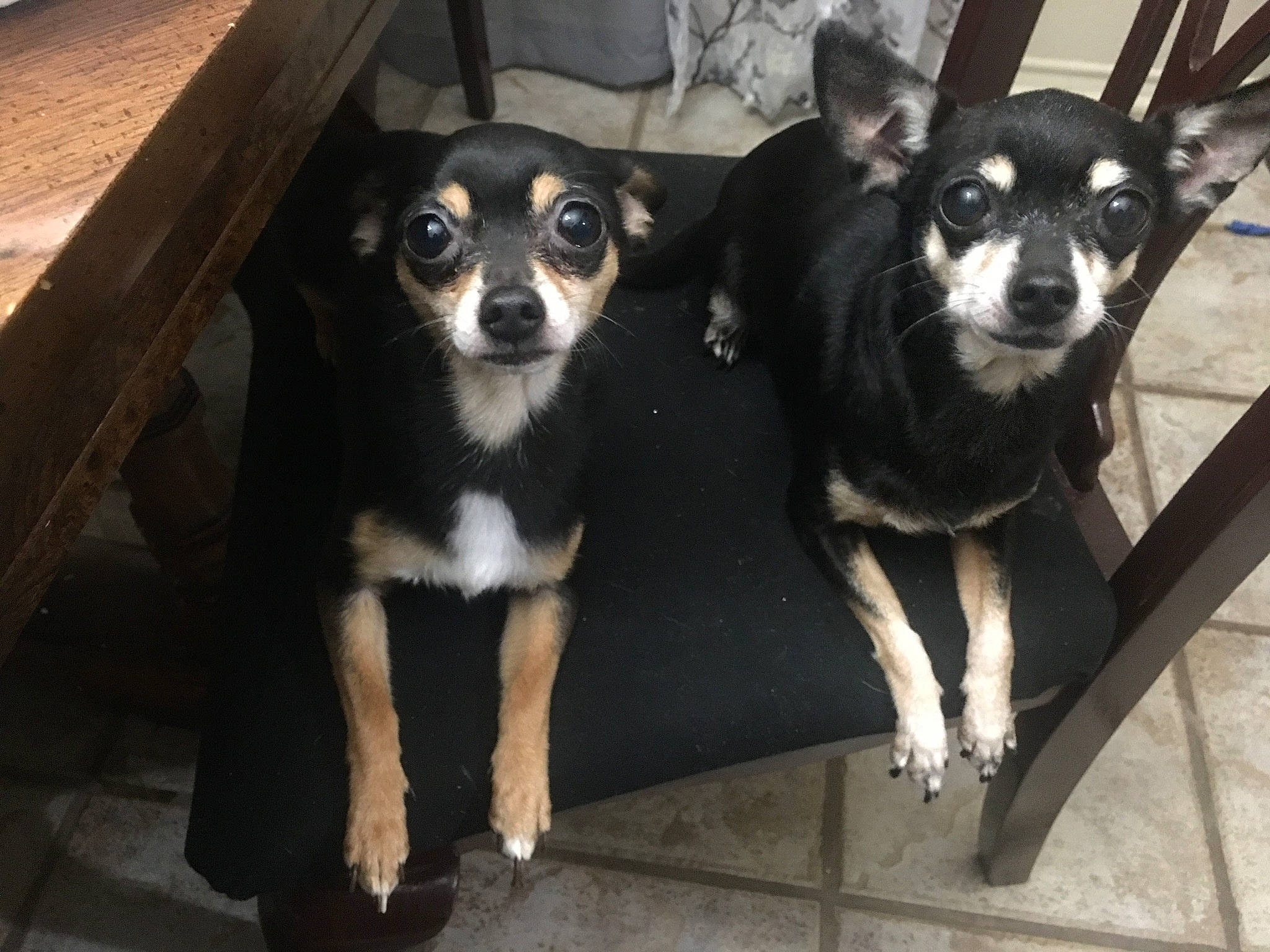 Chiquitín joined the competition — help win amazing prizes! canidae, carnivore, chihuahua, companion_dog, dog, dog_breed, mammal, miniature_pinscher, puppy, rare_breed_dog, snout, sporting_group, toy_dog, vertebrate, whiskers, working_dog