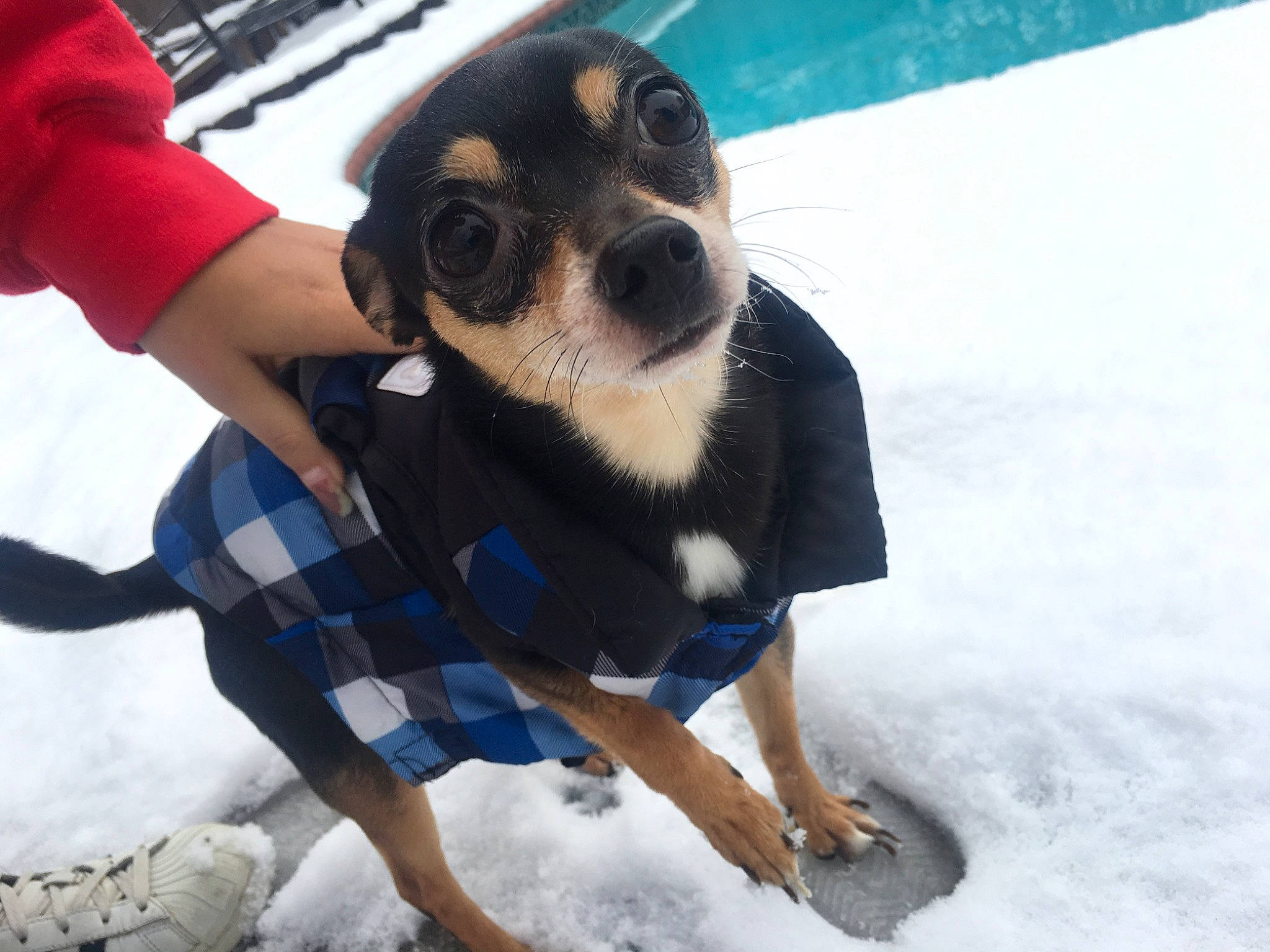 Chiquitín is registered to the contest to win money with this photo: canidae, carnivore, companion_dog, design, dog, dog_breed, dog_clothes, mammal, miniature_pinscher, pattern, prazsky_krysarik, puppy, puppy_love, snout, snow, toy_dog