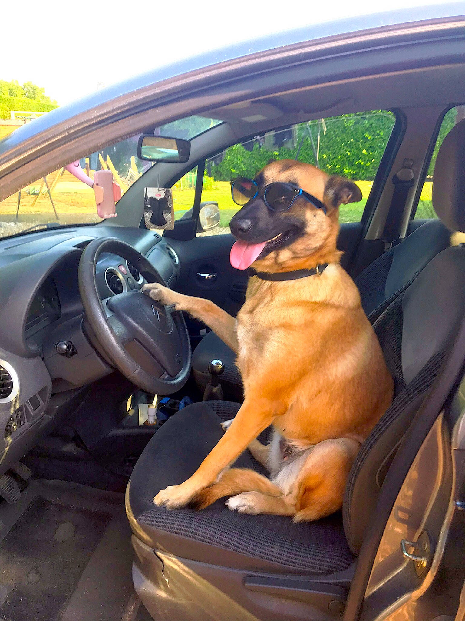 Sakura participe au concours pour gagner de l'argent avec cette photo : automotive_exterior, canidae, car, car_seat, car_seat_cover, carnivore, city_car, companion_dog, dog, dog_breed, driving, family_car, fawn, mode_of_transport, pug, snout, steering_part, steering_wheel, vehicle, vehicle_door