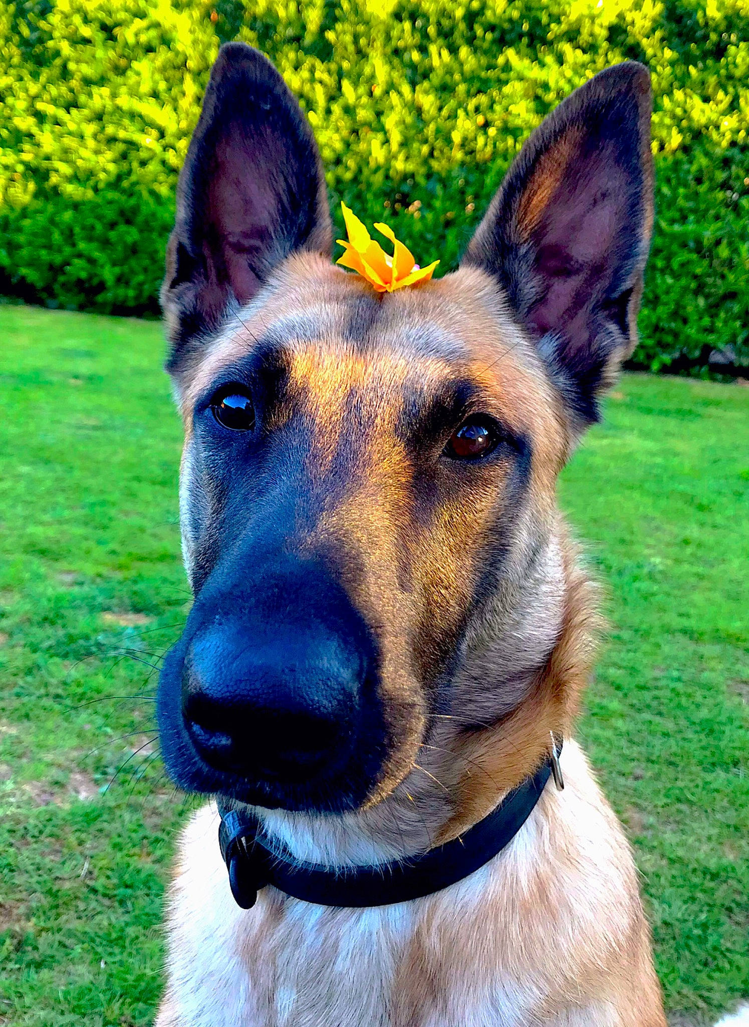 Sakura participe au concours pour gagner de l'argent avec cette photo : belgian_shepherd_malinois, canidae, carnivore, dog, dog_breed, ear, east_european_shepherd, fawn, german_shepherd_dog, king_shepherd, kunming_wolfdog, mammal, plant, rare_breed_dog, shiloh_shepherd_dog, snout, vertebrate, whiskers, working_dog