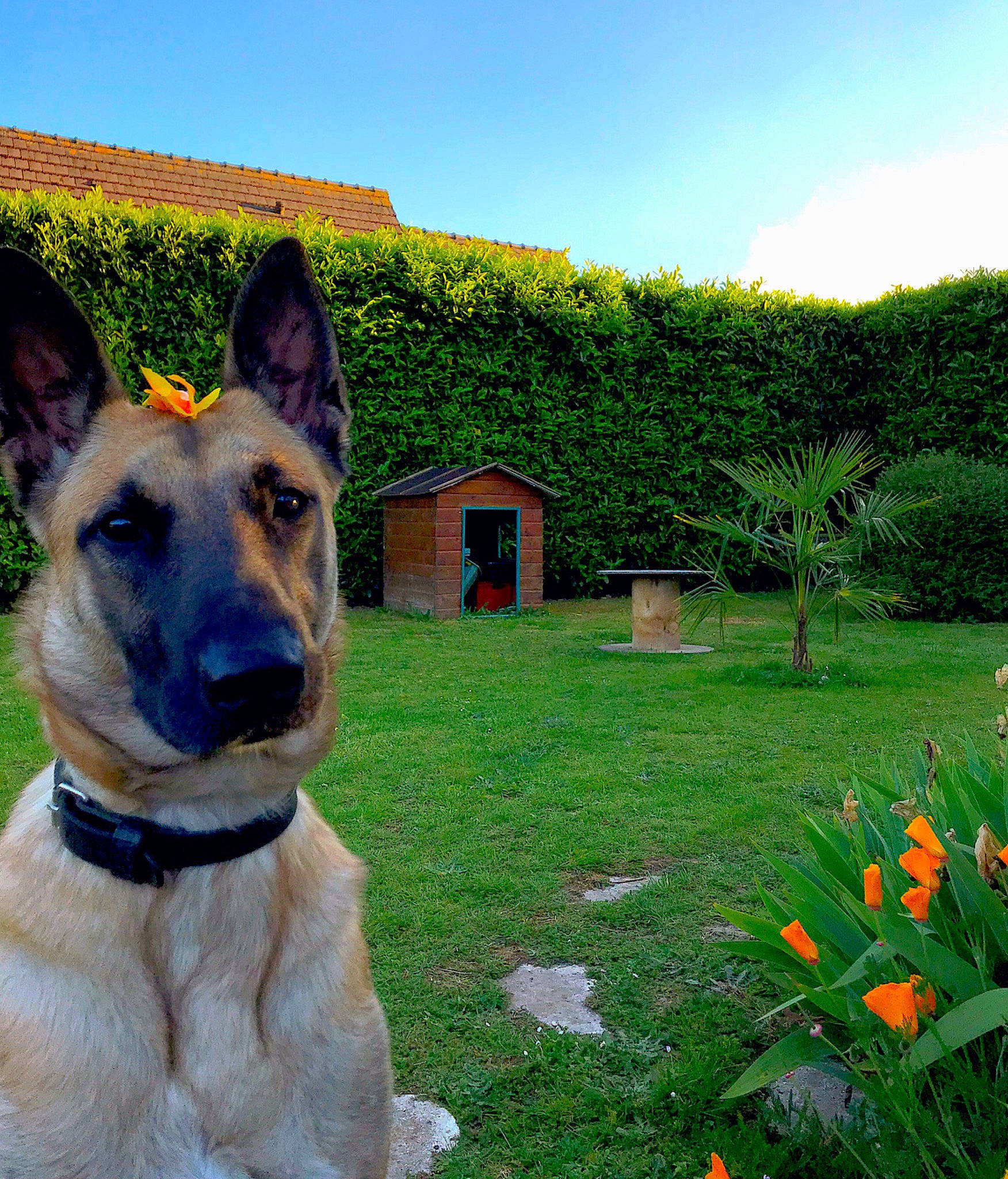 Sakura a rejoint le concours — aidez-le/la à gagner de superbes lots ! belgian_shepherd, belgian_shepherd_malinois, canidae, carnivore, dog, dog_breed, east_european_shepherd, fawn, flower, german_shepherd_dog, grass, king_shepherd, mammal, old_german_shepherd_dog, plant, shiloh_shepherd_dog, snout, spring, tree, working_dog