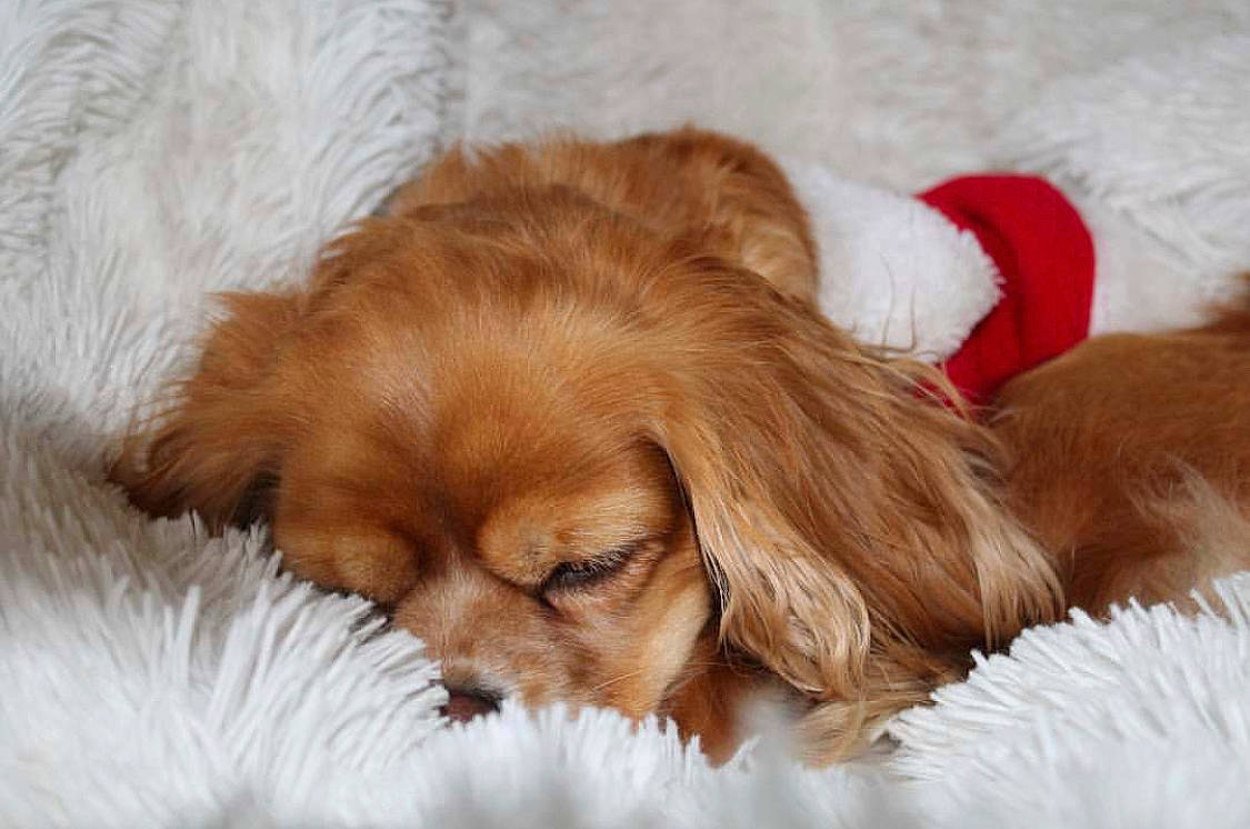 Jolia participe au concours pour gagner de l'argent avec cette photo : canidae, carnivore, cavapoo, cocker_spaniel, companion_dog, dog, dog_breed, english_cocker_spaniel, fawn, fur, mammal, puppy, puppy_love, rare_breed_dog, snout, spaniel, sporting_group, vertebrate