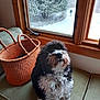 dog, pet, indoor, bench, basket, window, snow, winter, tree, person, walking, curious, furry, black_and_white, cushion, wooden_frame, cozy, home, animal, fur