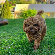 Prada is registered to the contest to win money with this photo: dog, brown, curly_fur, grass, outdoor, pet, playful, tongue_out, nature, lawn, green, walking, collar, leash, daylight, background_blur, house, tree, cute, animal