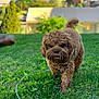 dog, brown, curly_fur, grass, outdoor, pet, playful, tongue_out, nature, lawn, green, walking, collar, leash, daylight, background_blur, house, tree, cute, animal