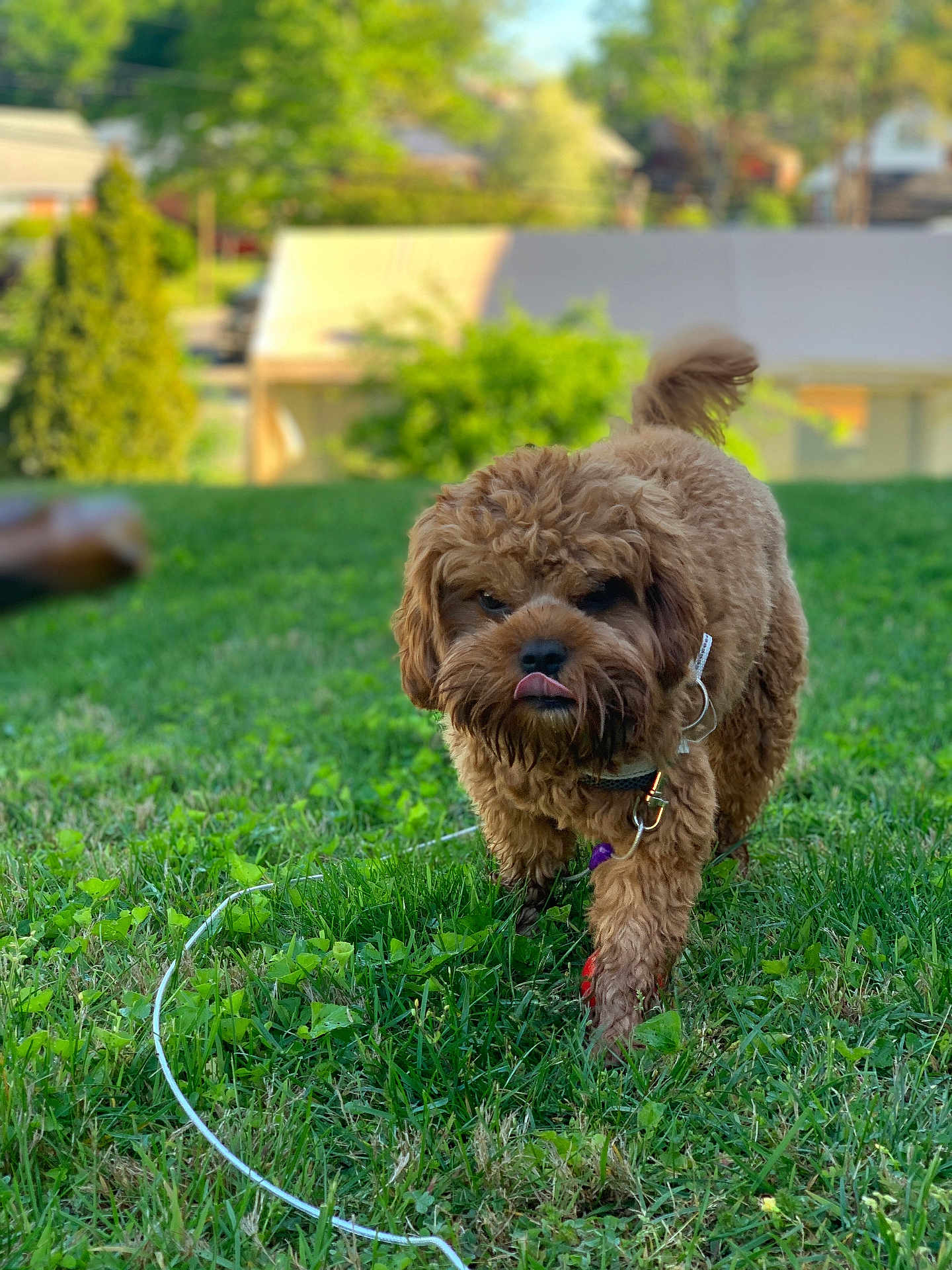 Prada is registered to the contest to win money with this photo: dog, brown, curly_fur, grass, outdoor, pet, playful, tongue_out, nature, lawn, green, walking, collar, leash, daylight, background_blur, house, tree, cute, animal