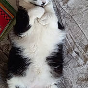 O'Malley participe au concours pour gagner de l'argent avec cette photo : cat, black_and_white, fluffy, lying_down, bedspread, relaxed, paws, fur, indoor, pet, animal, cute, sleepy, resting, whiskers, tail, mammal, domestic, cozy, feline