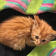 Cinnamon joined the competition — help win amazing prizes! kitten, orange_cat, fluffy, curled_up, blanket, striped_blanket, black_background, pet, young_cat, cute, small, fur, animal, indoor, cozy, resting, looking, ears, whiskers, feline