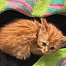 kitten, orange_cat, fluffy, curled_up, blanket, striped_blanket, black_background, pet, young_cat, cute, small, fur, animal, indoor, cozy, resting, looking, ears, whiskers, feline