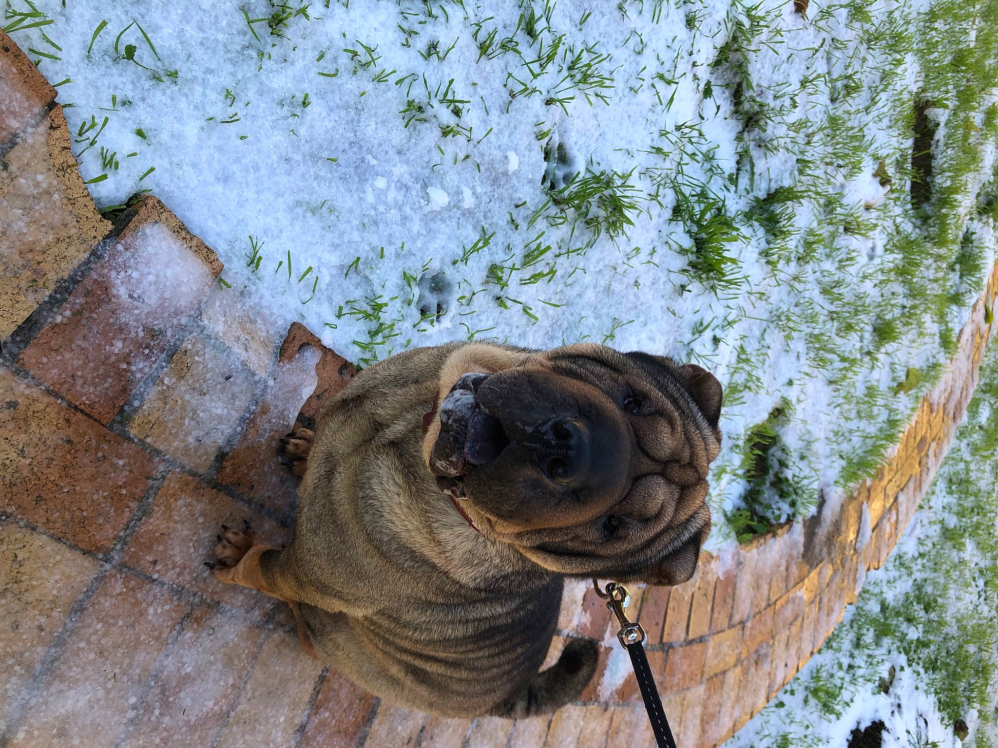 Louna participe au concours pour gagner de l'argent avec cette photo : automotive_tire, carnivore, companion_dog, dog, dog_breed, eye, fawn, grass, plant, pug, snout, snow, sporting_group, terrestrial_animal, tree, trunk, wildlife, wood, working_animal, wrinkle
