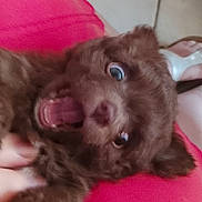 Pépito participe au concours pour gagner de l'argent avec cette photo : puppy, dog, brown_fur, close_up, mouth_open, tongue, wide_eyes, pet, cute, furry, hand, pink_background, indoor, tile_floor, paw, young, animal, playful, fur, expression