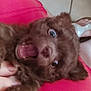 puppy, dog, brown_fur, close_up, mouth_open, tongue, wide_eyes, pet, cute, furry, hand, pink_background, indoor, tile_floor, paw, young, animal, playful, fur, expression
