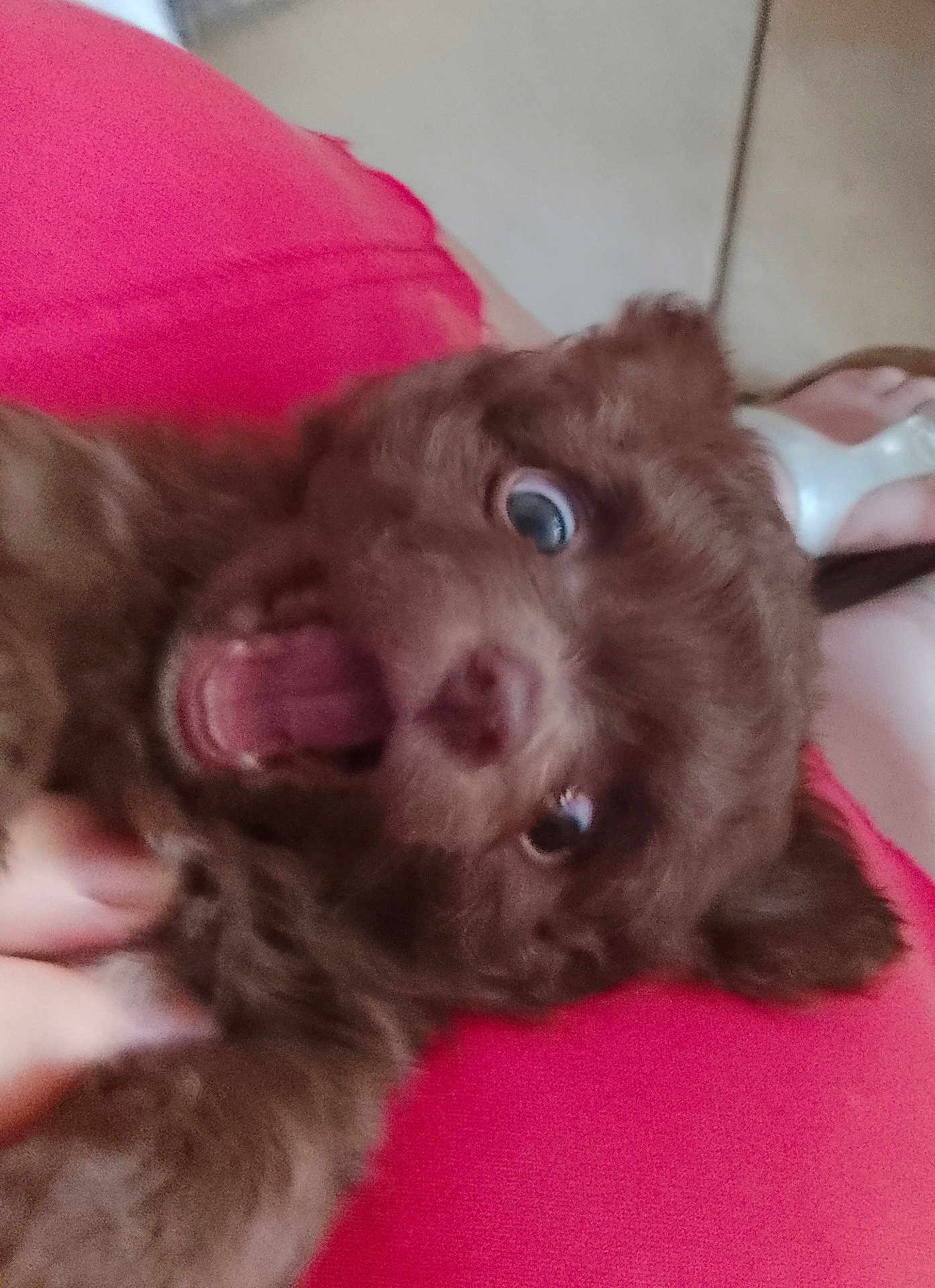 Pépito participe au concours pour gagner de l'argent avec cette photo : puppy, dog, brown_fur, close_up, mouth_open, tongue, wide_eyes, pet, cute, furry, hand, pink_background, indoor, tile_floor, paw, young, animal, playful, fur, expression
