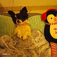 Calypso a rejoint le concours — aidez-le/la à gagner de superbes lots ! dog, blanket, plush_toy, penguin, earmuffs, striped_legs, cushion, tile_floor, indoor, pet, cozy, small_dog, black_and_white, fur, relaxed, cute, collar, soft_texture, resting, companion