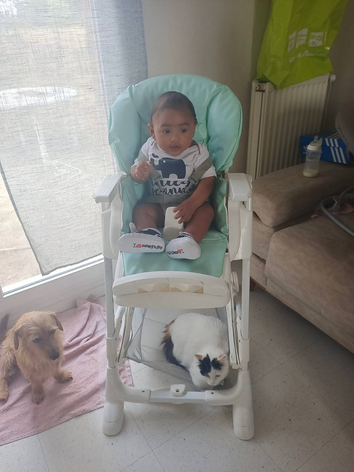 Sami participe au concours pour gagner de l'argent avec cette photo : baby, baby_carriage, baby_products, baby_safety, baby_toddler_clothing, canidae, carnivore, chair, comfort, companion_dog, dog, dog_breed, dog_supply, fawn, flooring, person, pet_supply, sitting, sporting_group, toddler
