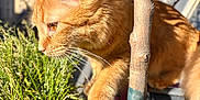 Ysée participe au concours pour gagner de l'argent avec cette photo : cat, orange_cat, tabby, plant, balcony, tree, greenery, sunlight, outdoor, animal, whiskers, fur, nature, closeup, curious, pet, daylight, blue_sky, background, focus